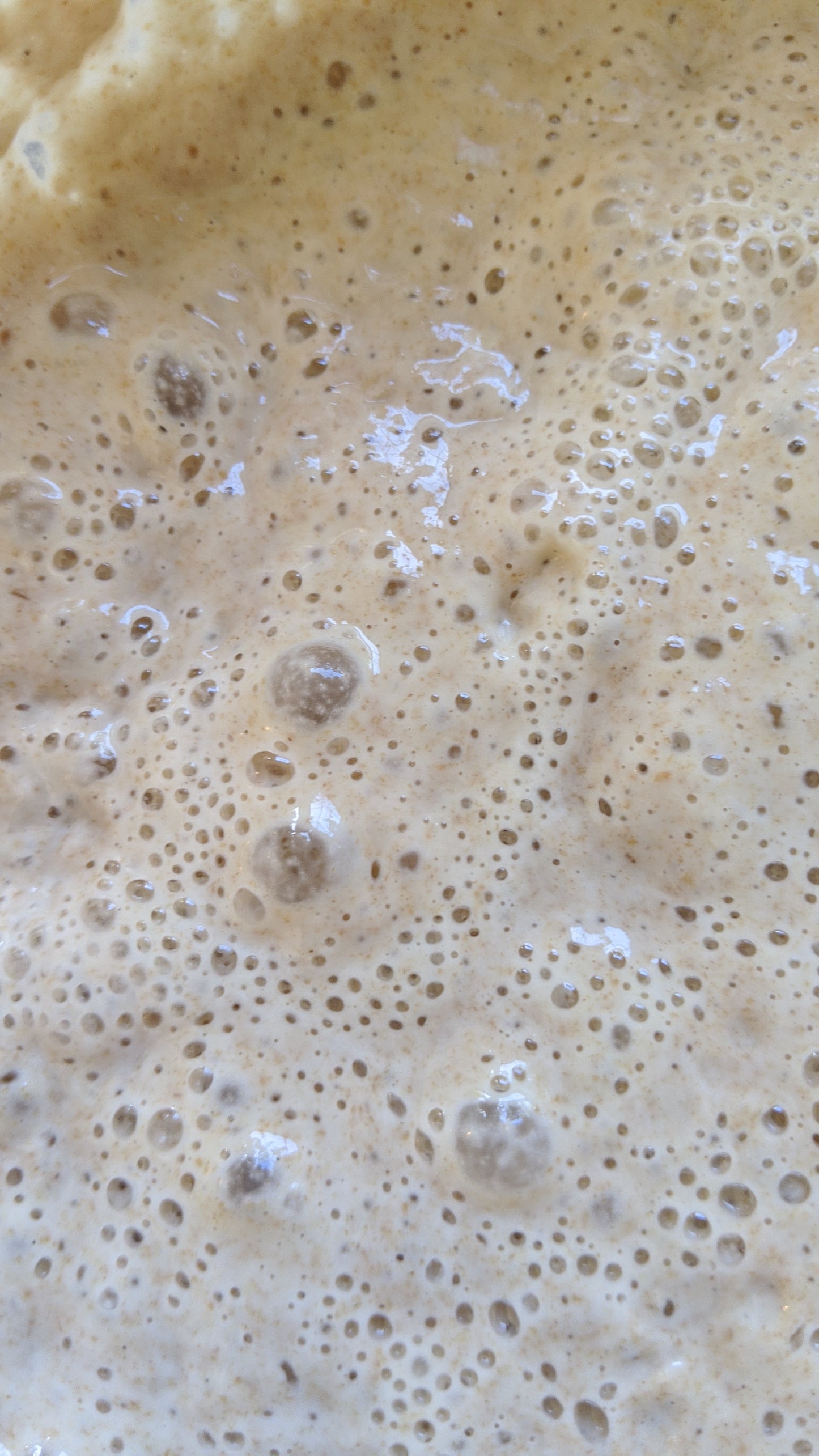 Sourdough Starter